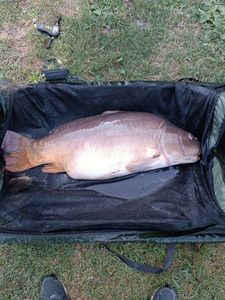 Mirror Carp