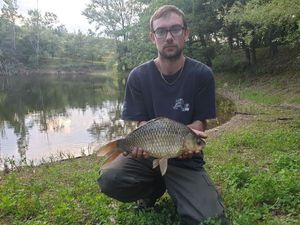 Crucian Carp
