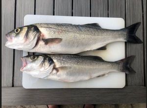 European Bass (Seabass)
