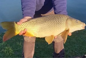 Common Carp