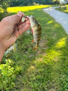 European Perch