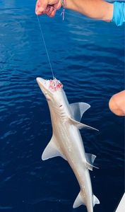 Common Smooth-hound