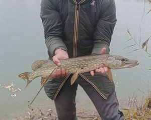 Northern Pike
