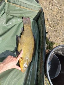 Tench
