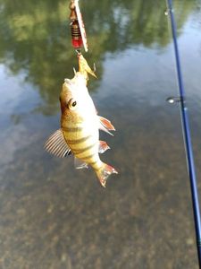 European Perch