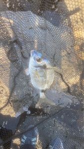 Common Two-Banded Seabream