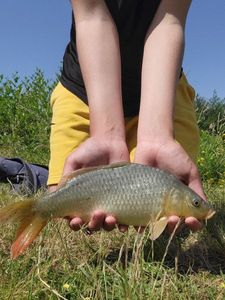 Common Carp