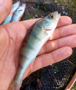 European Perch