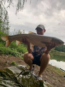 Grass Carp