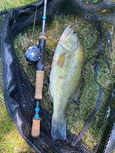 Largemouth Bass
