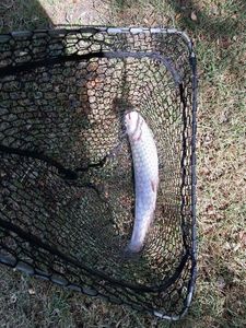 Rainbow Trout