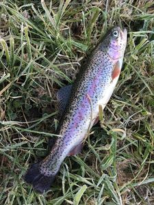Rainbow Trout