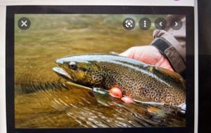Rainbow Trout