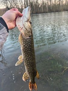 Northern Pike