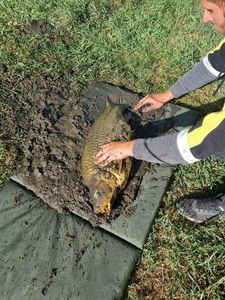 Common Carp
