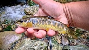 Brown Trout