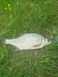 Common Bream