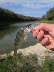 European Perch