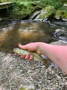 Rainbow Trout