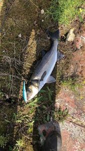 European Bass (Seabass)