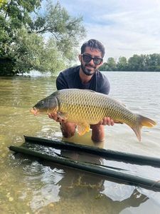 Common Carp