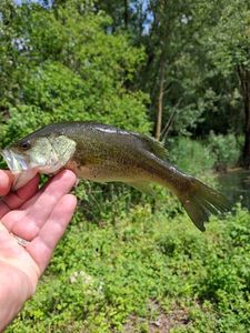 Largemouth Bass