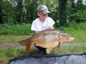 Common Carp