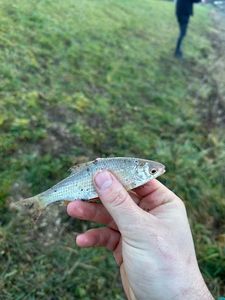 Roach
