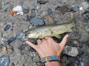 Brown Trout
