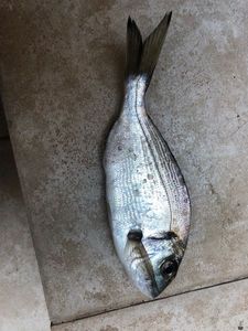 Gilthead Seabream