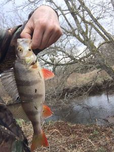 European Perch