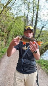 European Perch