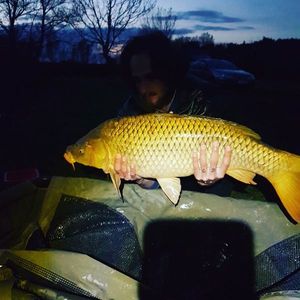 Common Carp