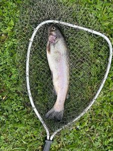 Rainbow Trout