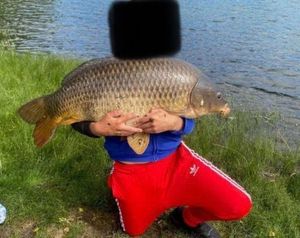 Common Carp