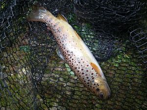 Brown Trout