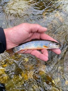 Brook Trout