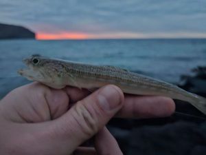 Atlantic Lizardfish