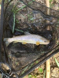 Brown Trout