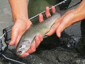Brook Trout