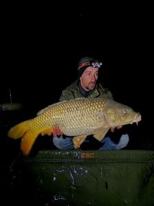 Common Carp