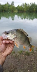 European Perch