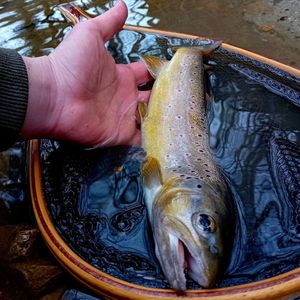 Brown Trout