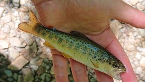 Brown Trout