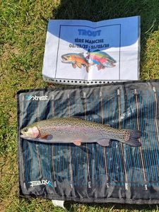 Rainbow Trout