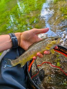Brown Trout