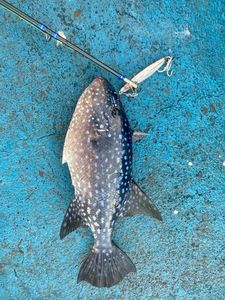 Spotted Triggerfish