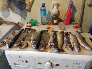 Rainbow Trout