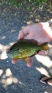 Green Sunfish