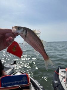 European Bass (Seabass)